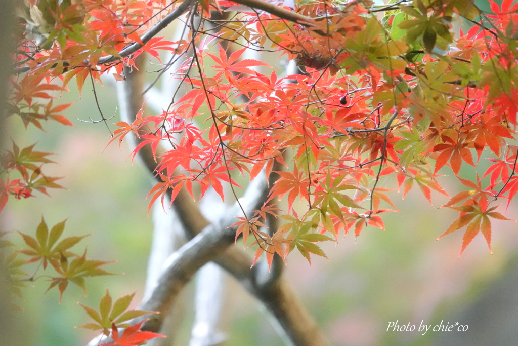 横浜公園-001
