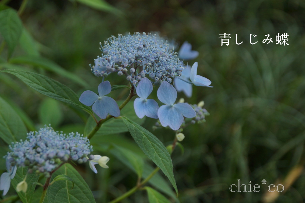 瀬戸神社～山あじさい-456