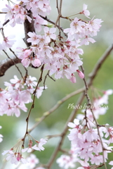 山下公園のしだれ桜-012