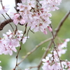 山下公園のしだれ桜-012