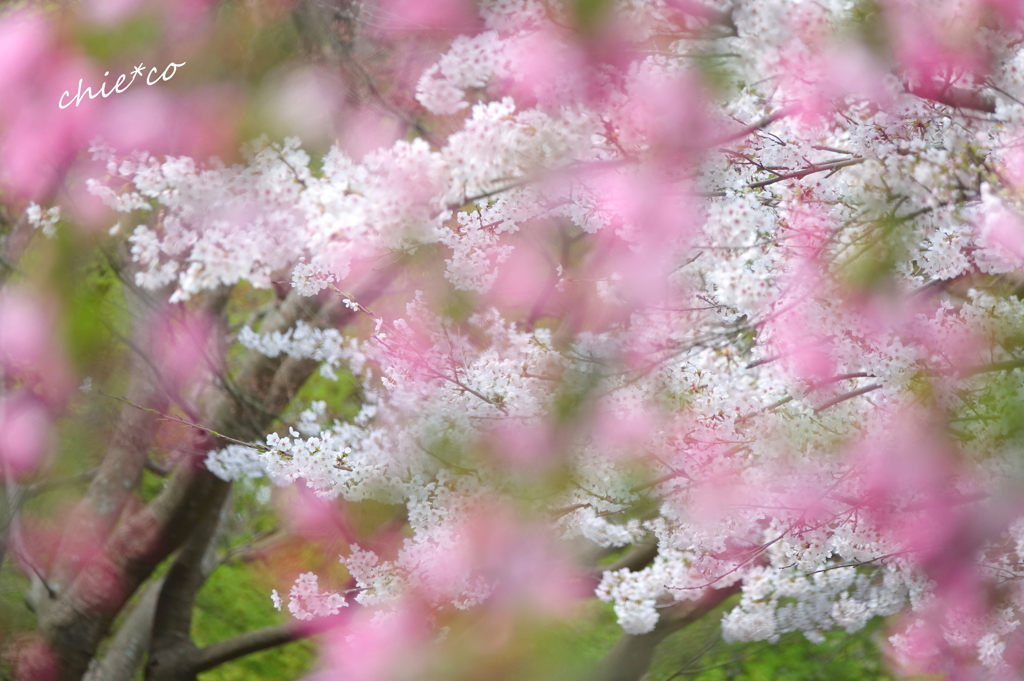 花海棠と白い桜。。