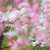 花海棠と白い桜。。