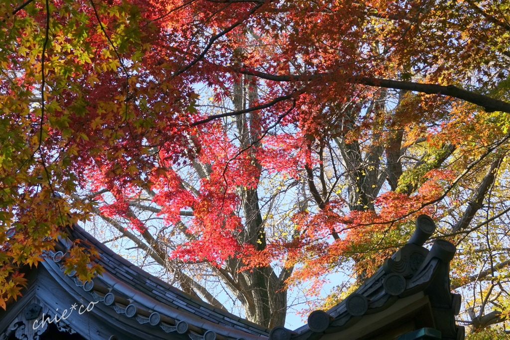 三渓園-402