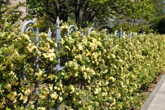 山手イタリア山庭園-117
