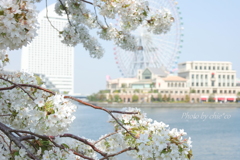 横浜＊桜さんぽ-228