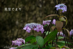 瀬戸神社-243