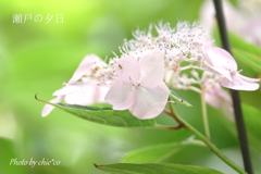 瀬戸神社の山あじさい-250