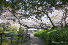 横浜＊桜さんぽ-216