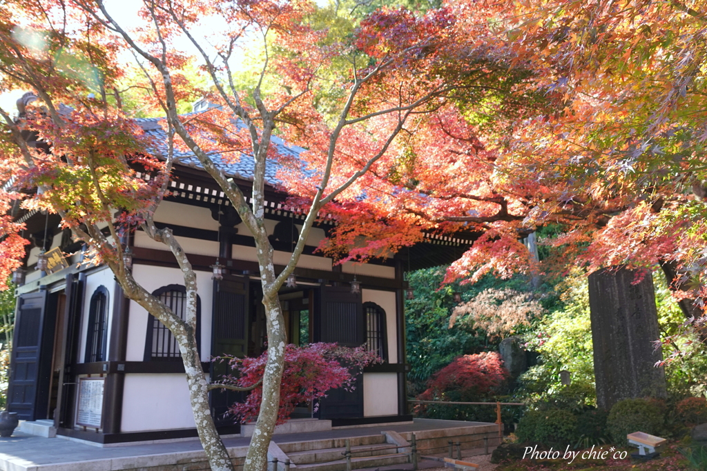 鎌倉長谷寺-126
