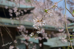 鎌倉-443