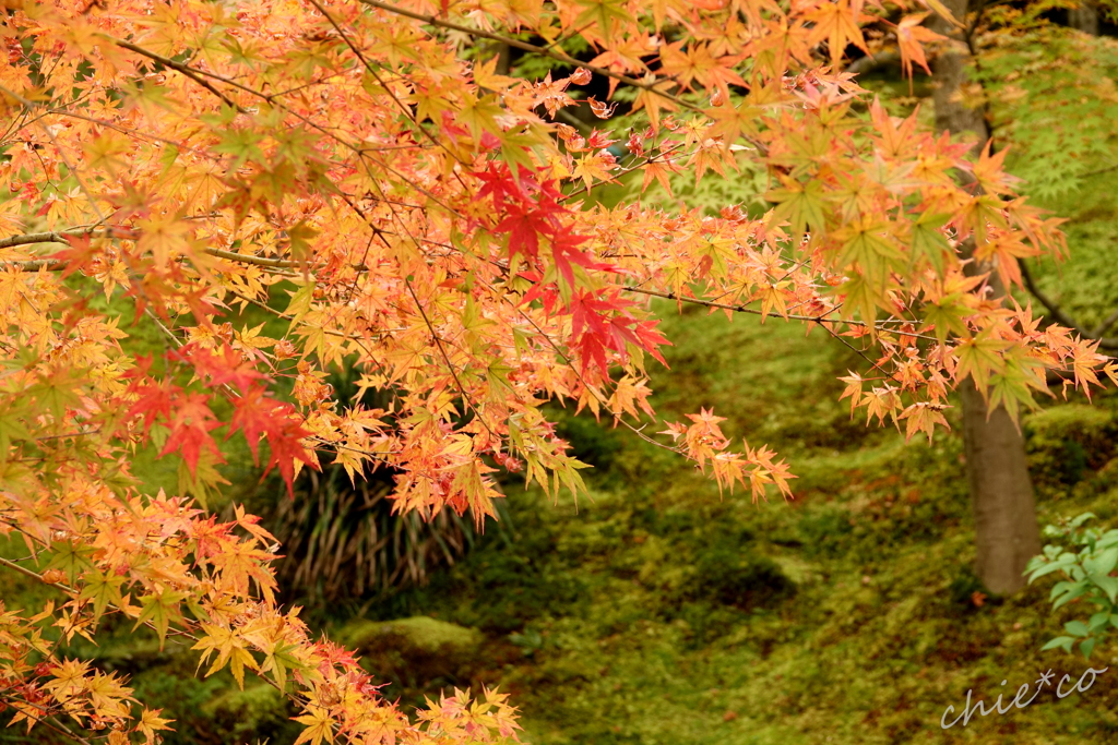 箱根美術館庭園-174