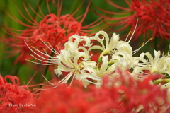 巾着田曼殊沙華公園-011