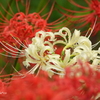 巾着田曼殊沙華公園-011