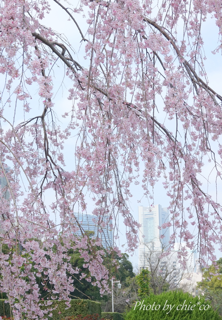 山下公園のしだれ桜-011