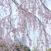 山下公園のしだれ桜-011