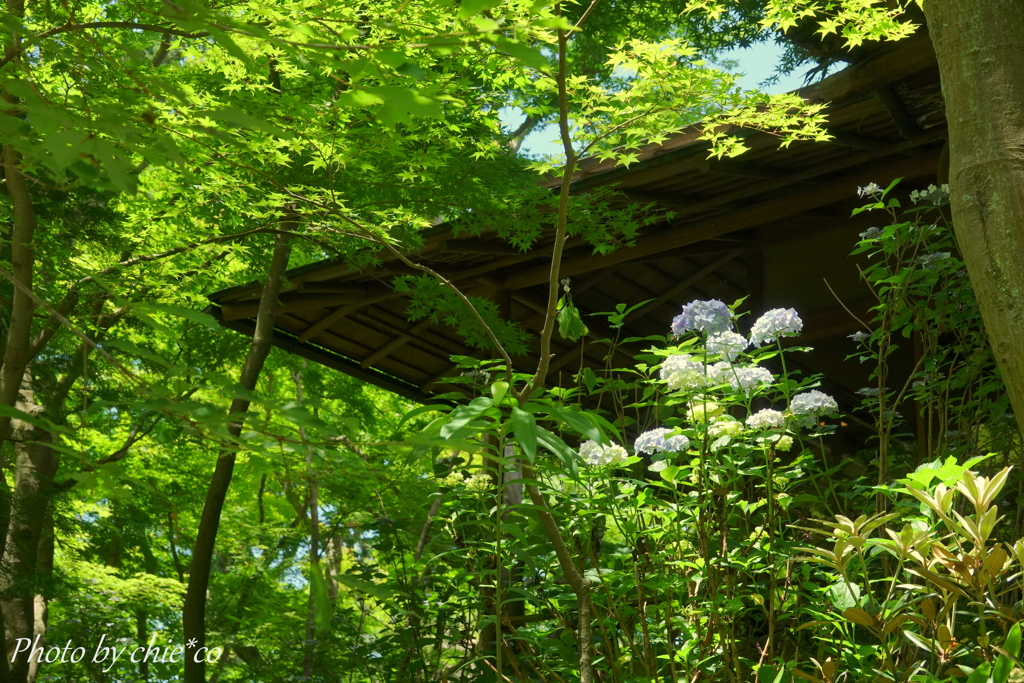 一条恵観山荘-283