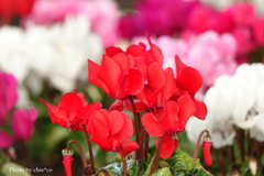 ガーデンシクラメン-005