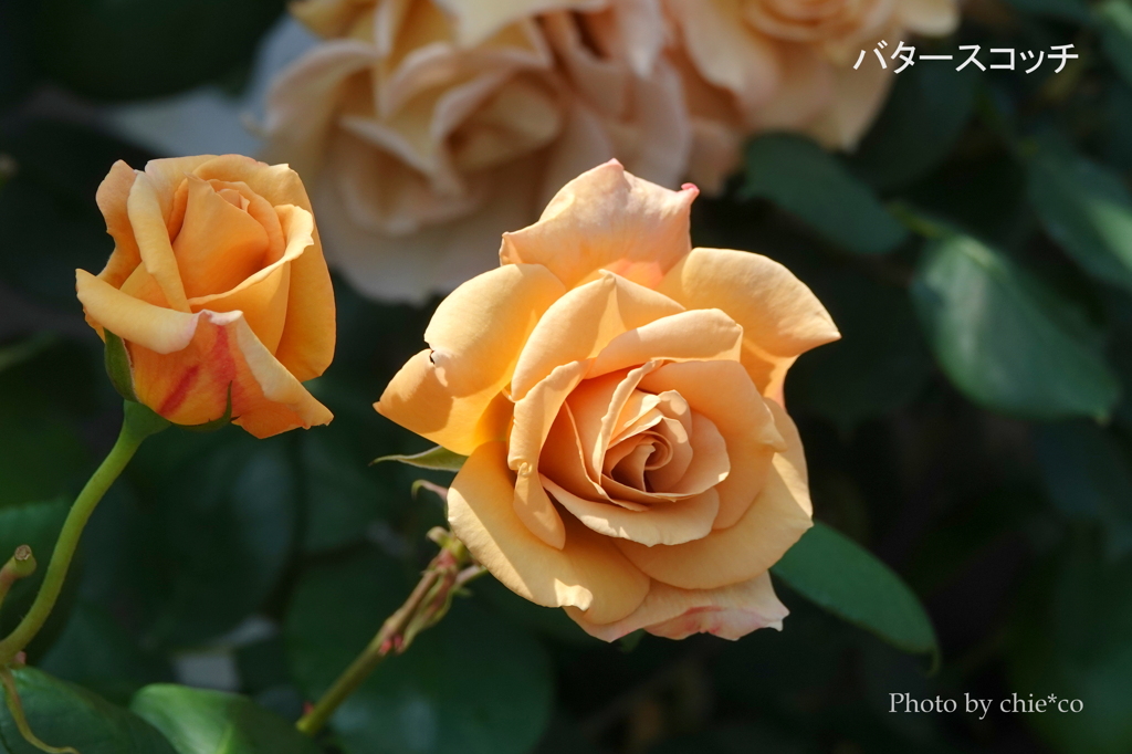アメリカ山公園-048