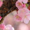 横浜関内の早咲き桜-114