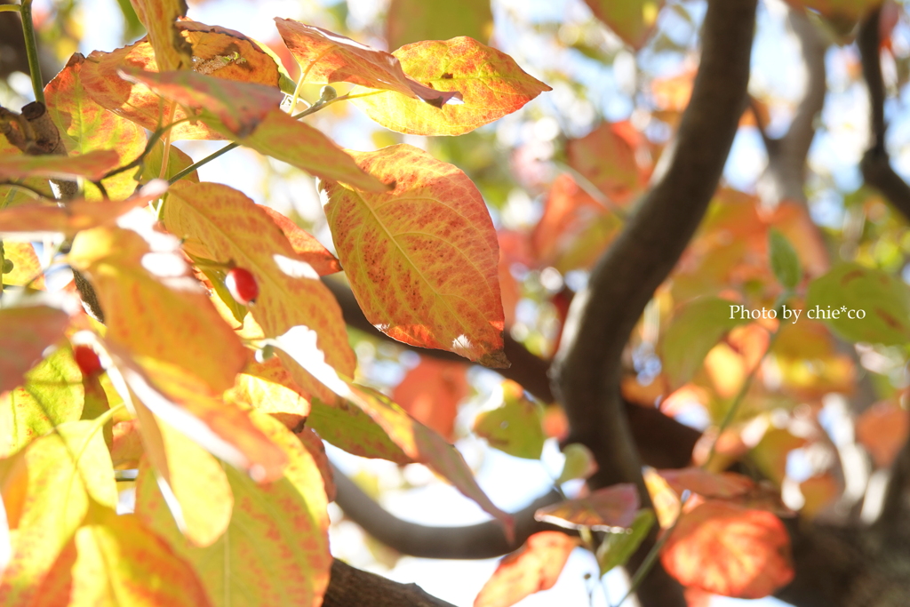 アメリカ山公園-066