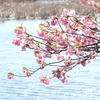 三浦海岸-241