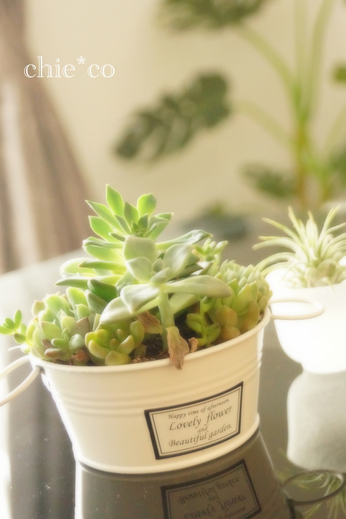 ちいさな green。。。