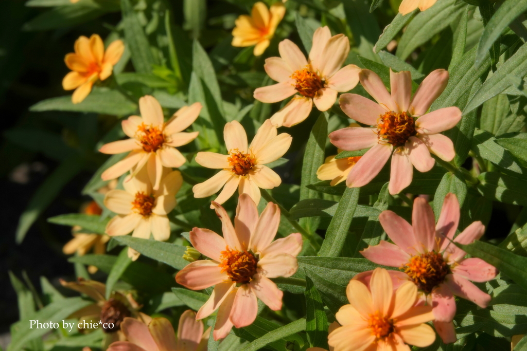 アメリカ山公園-076