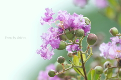 百日紅・・-004