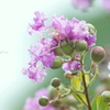 百日紅・・-004