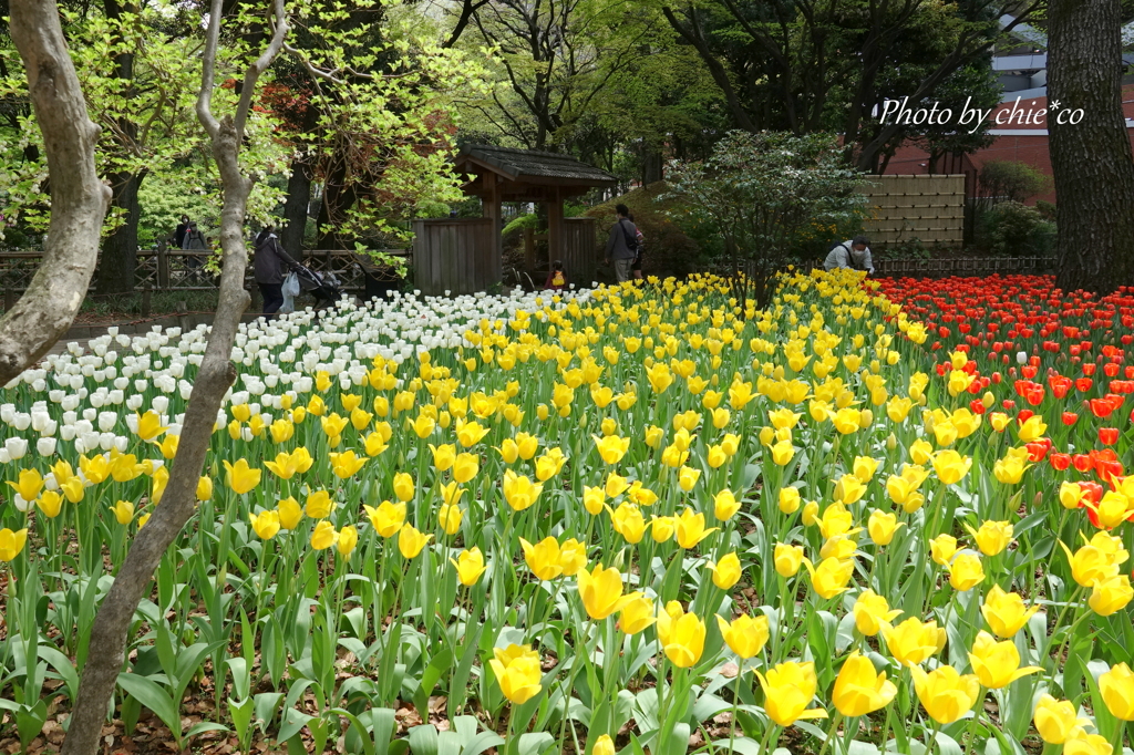 横浜公園-312