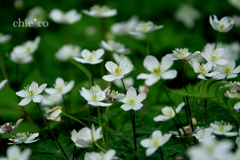 箱根湿生花園-230