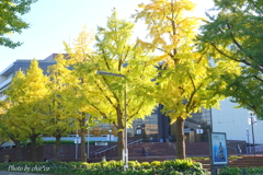 横浜公園～山下公園さんぽ-114