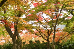 箱根美術館庭園-218