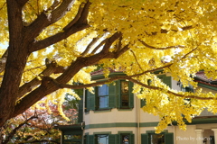 山手イタリア山庭園-150