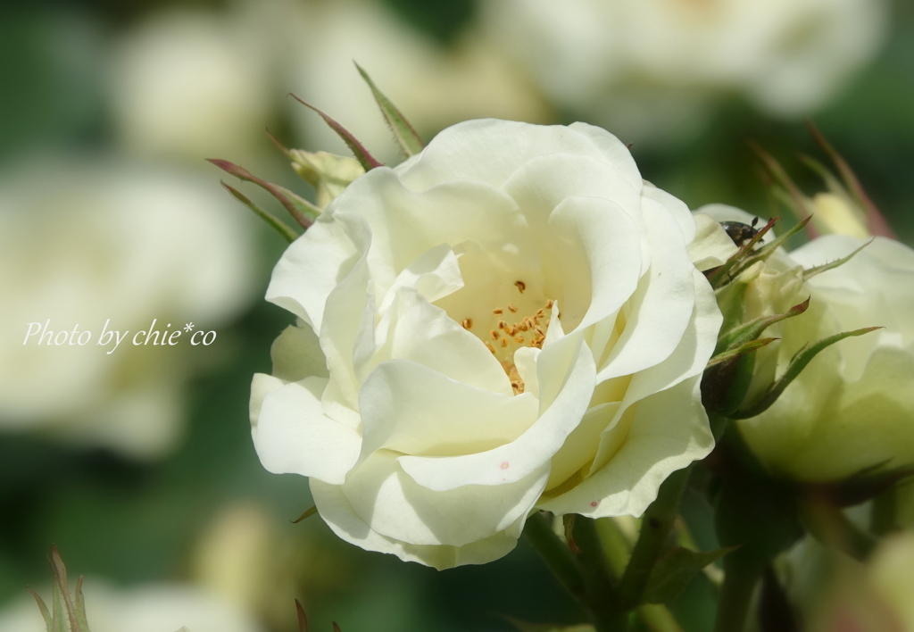 横浜 Rose Week-322