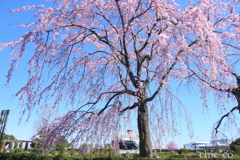 山下公園-157