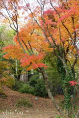 岡田美術館庭園-064