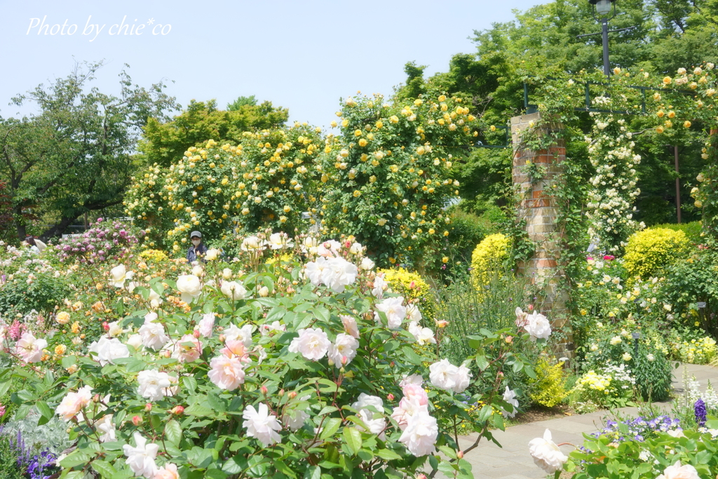 横浜 Rose Week-312