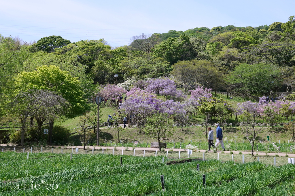 横須賀しょうぶ園-225
