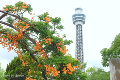 山下公園-113
