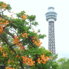 山下公園-113