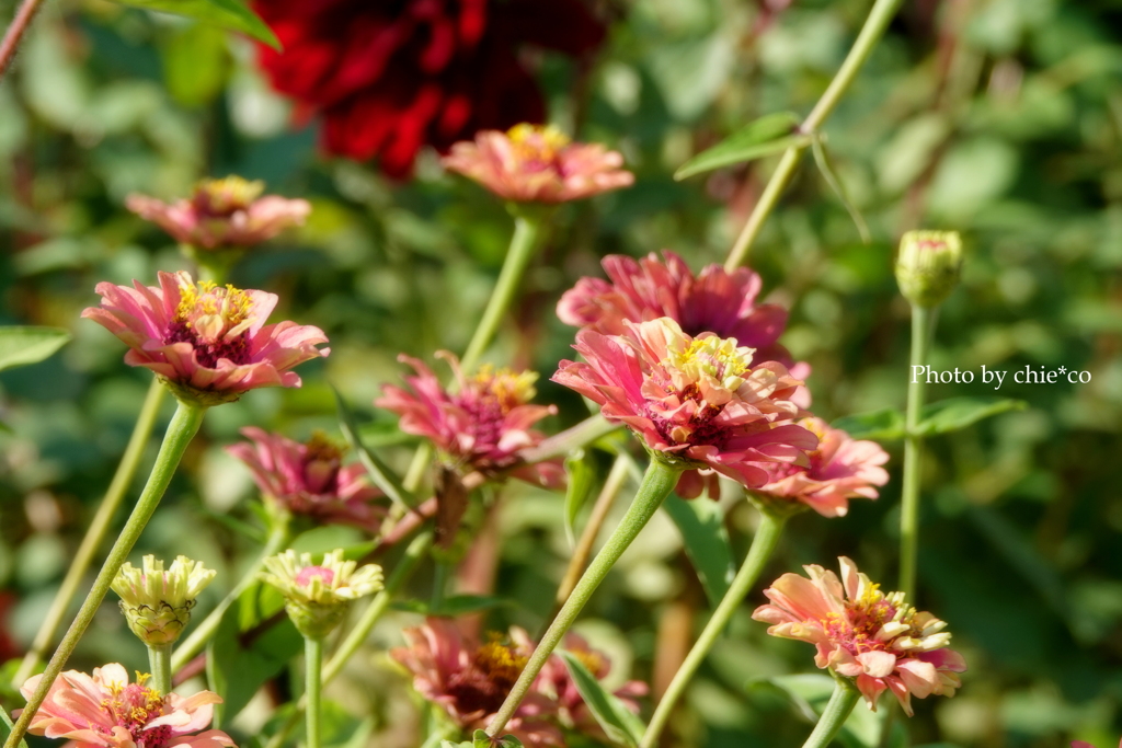 港の見える丘公園-197