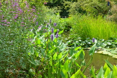 ミソハギと水葵の咲く池…