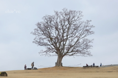 吾妻山公園-221