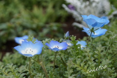 ネモフィラ。。