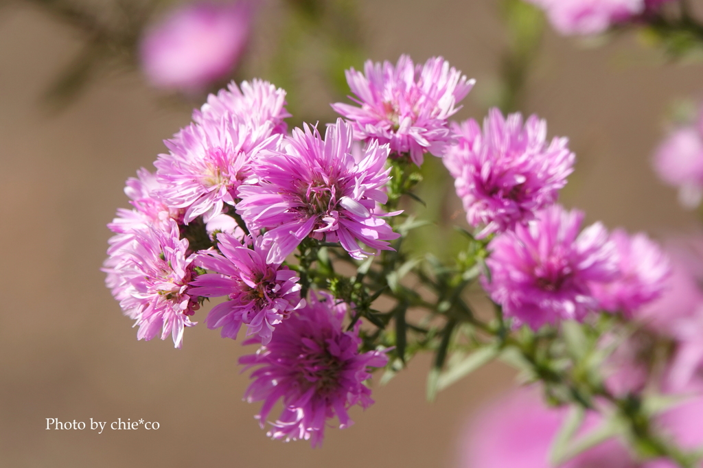 山手イタリア山庭園-188