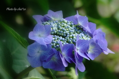 山手イタリア山庭園-171