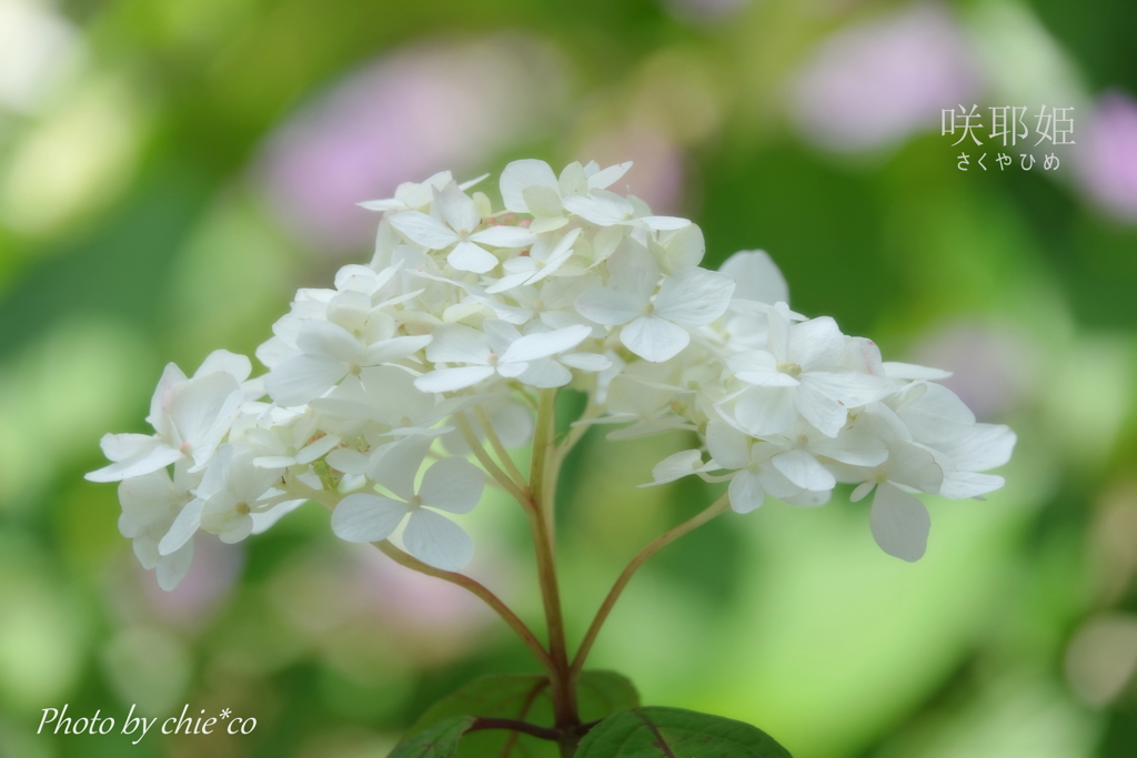 瀬戸神社のあじさい-240