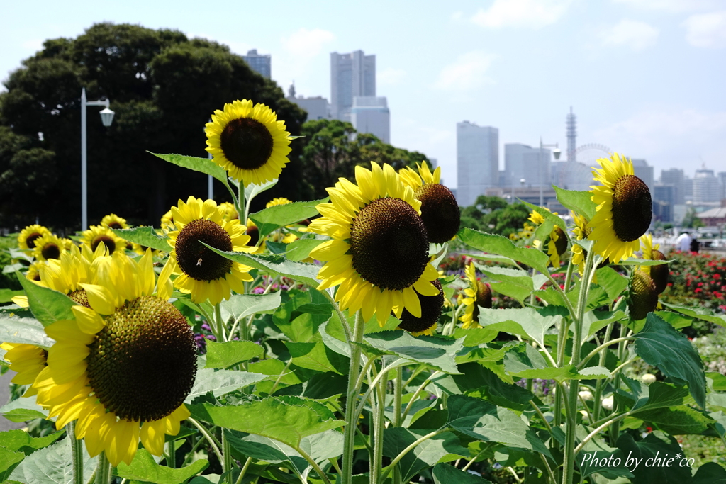 山下公園-251