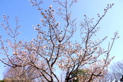 大船フラワーセンター-182